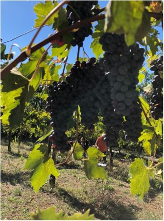 28-29-30/09/2018  Vendemmia a Pratella 